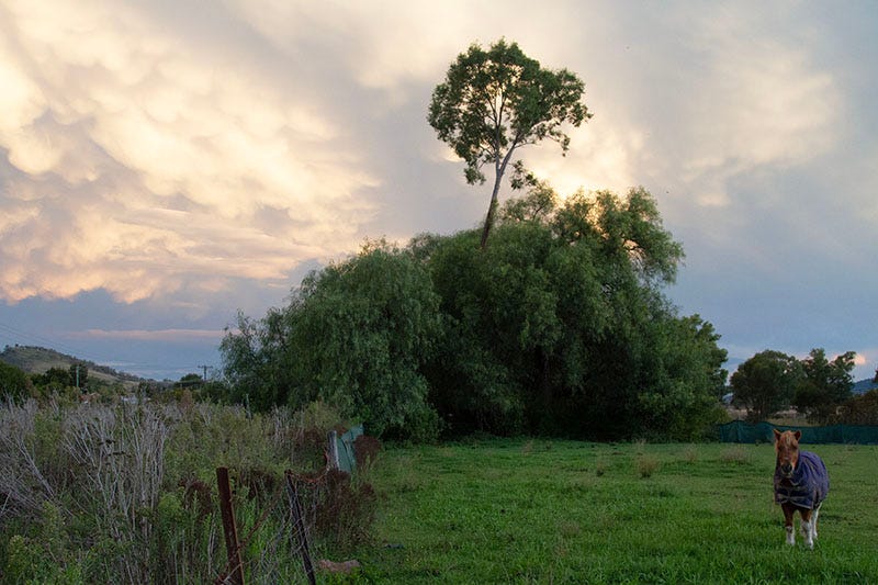 Horse in a paddock and some cool clouds in regional NSW.