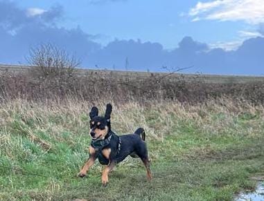 A photo of a black and tan dog running in a grassy field against a grey blue sky. Mid-leap, her ears have flicked up vertically and her tongue is out, making her look frankly ridiculous.