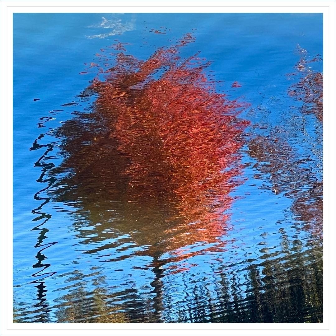 abstract image of reflection of maple tree with red autumn leaves on rippling water