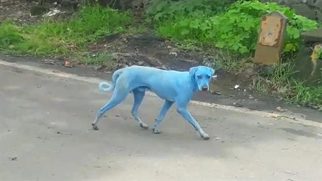 A photo of a blue dog that looks to be a mutt of some sort(I am not good at dog spotting). It appears to be painted blue.