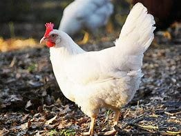 Image result for White Leghorn Laying Hens
