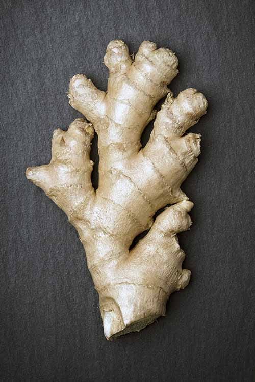 https://foodal.com/wp-content/uploads/2016/09/whole-ginger-root.jpg