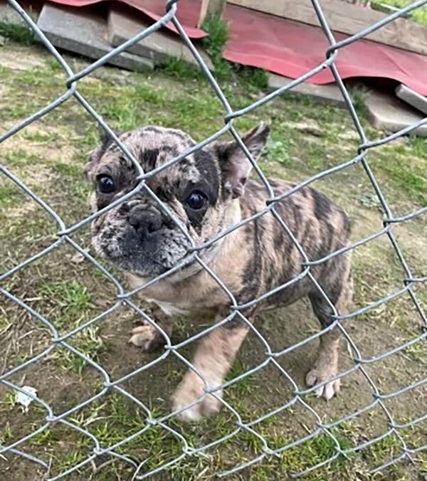 The French bulldog puppy, photographed before it was stolen, looks from behind a chain-link fence. Its fur is brown and black.