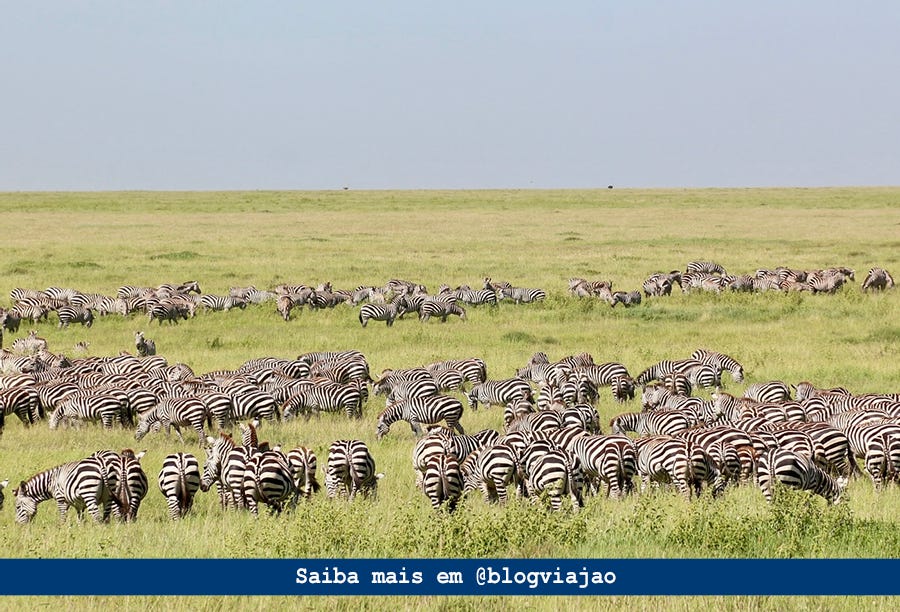Manada de zebras pastando em campo aberto na Tanzânia