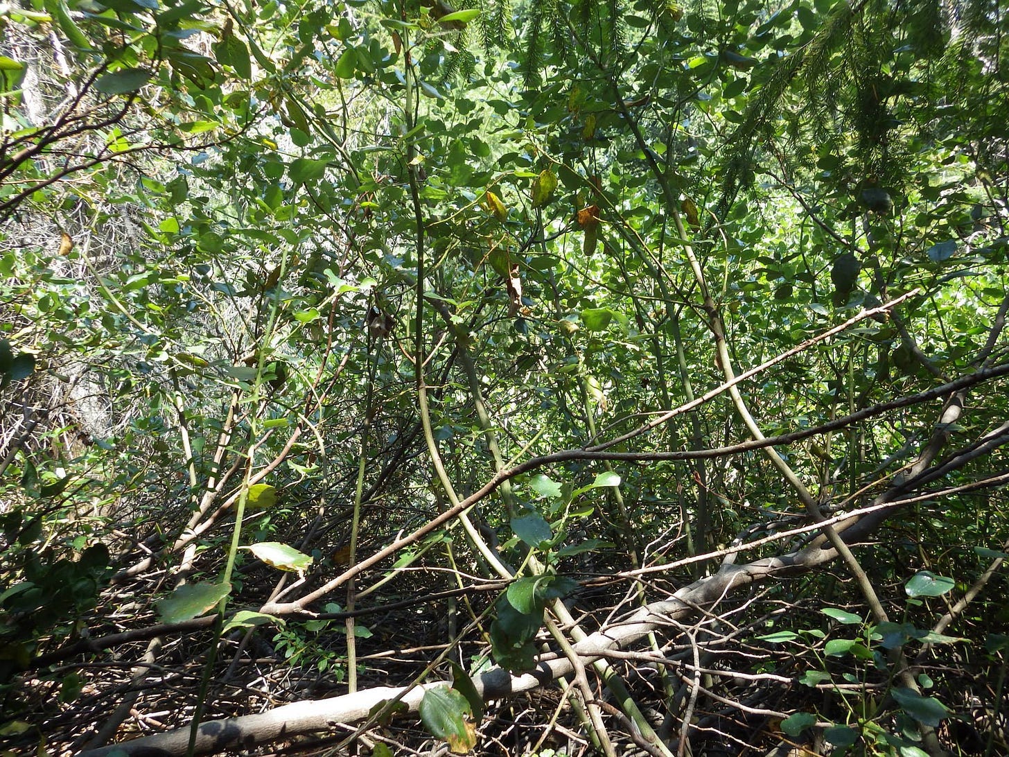 A tree branches and leaves in a forest
AI-generated content may be incorrect. A tree branches and leaves in a forest
AI-generated content may be incorrect.