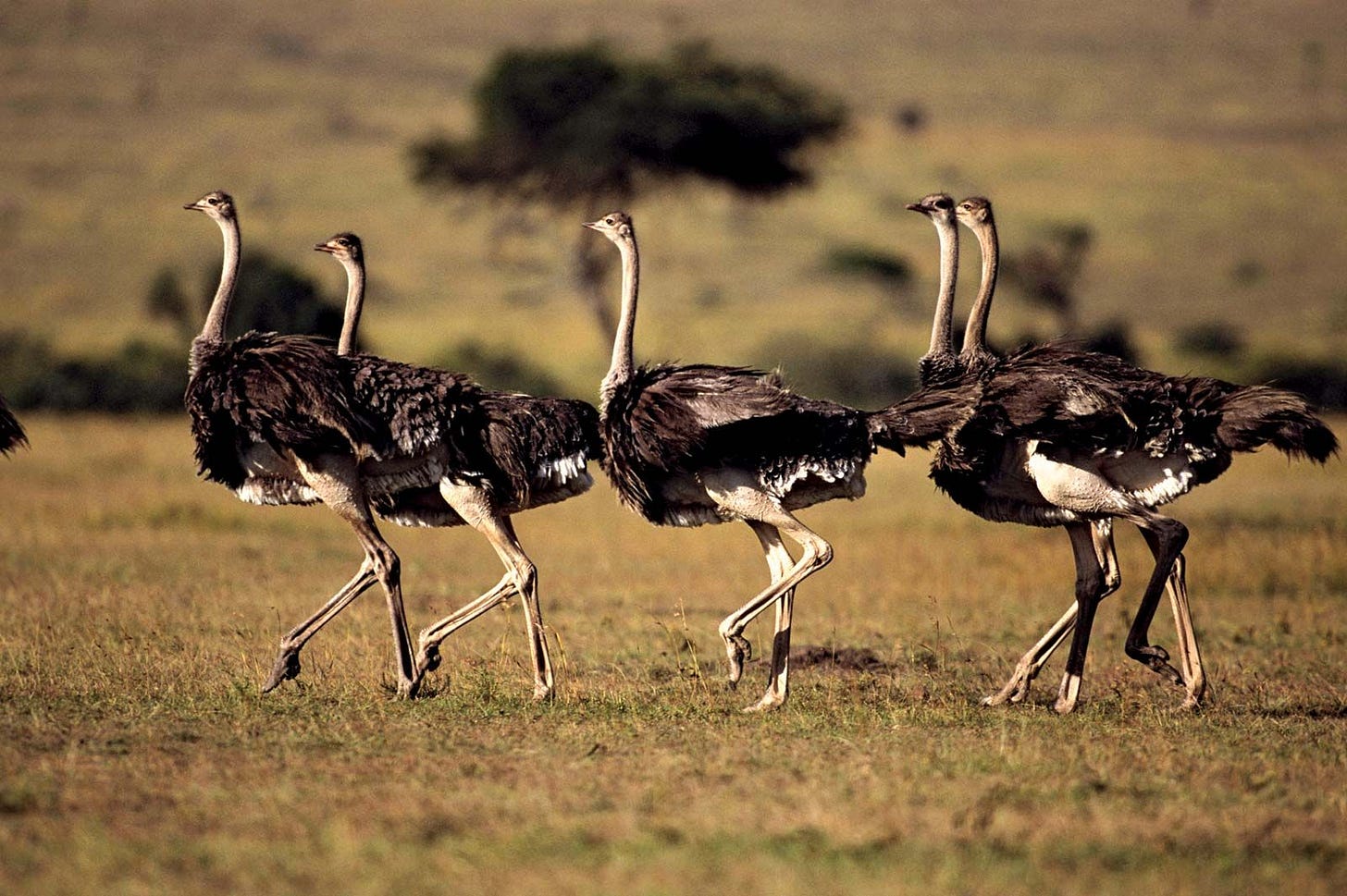 Ostrich | Habitat, Food, & Facts | Britannica