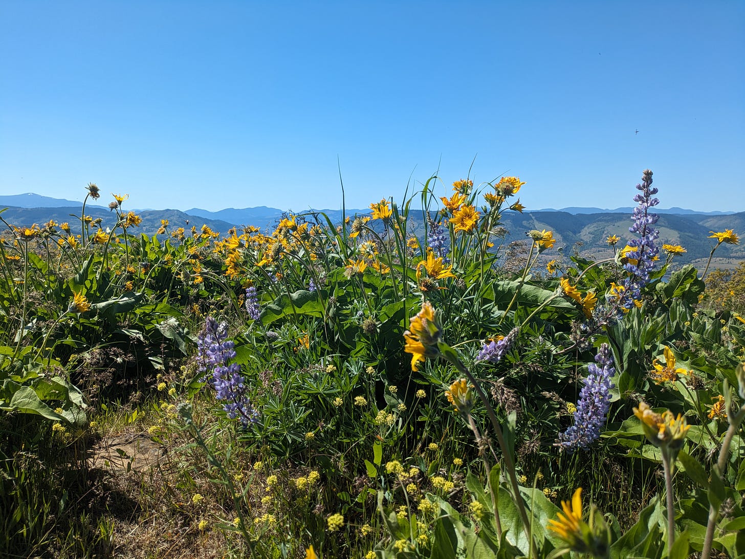 a field of daisies and lupines, with a mountain range in the background