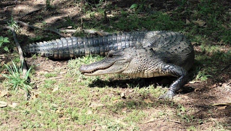 Alligators abound in American Cruise Lines’ Cajun Swamp Pride Tour. Photo by Victor Block
