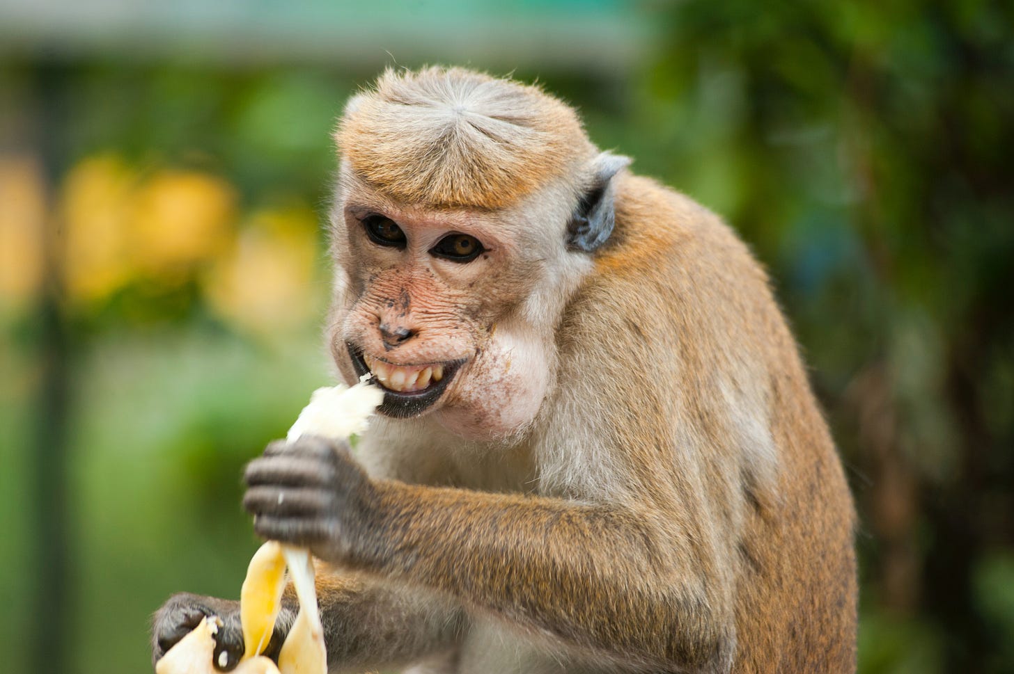 a smirking tan monkey eating a bananna 