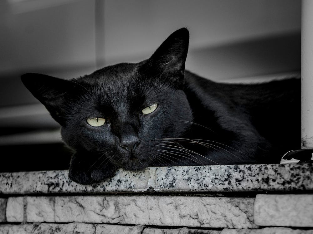 A black cat resting contentedly on a marble countertop. Its eyes are slits and it is staring at the viewer.