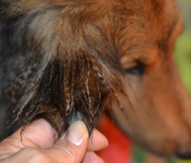 sheltie ear