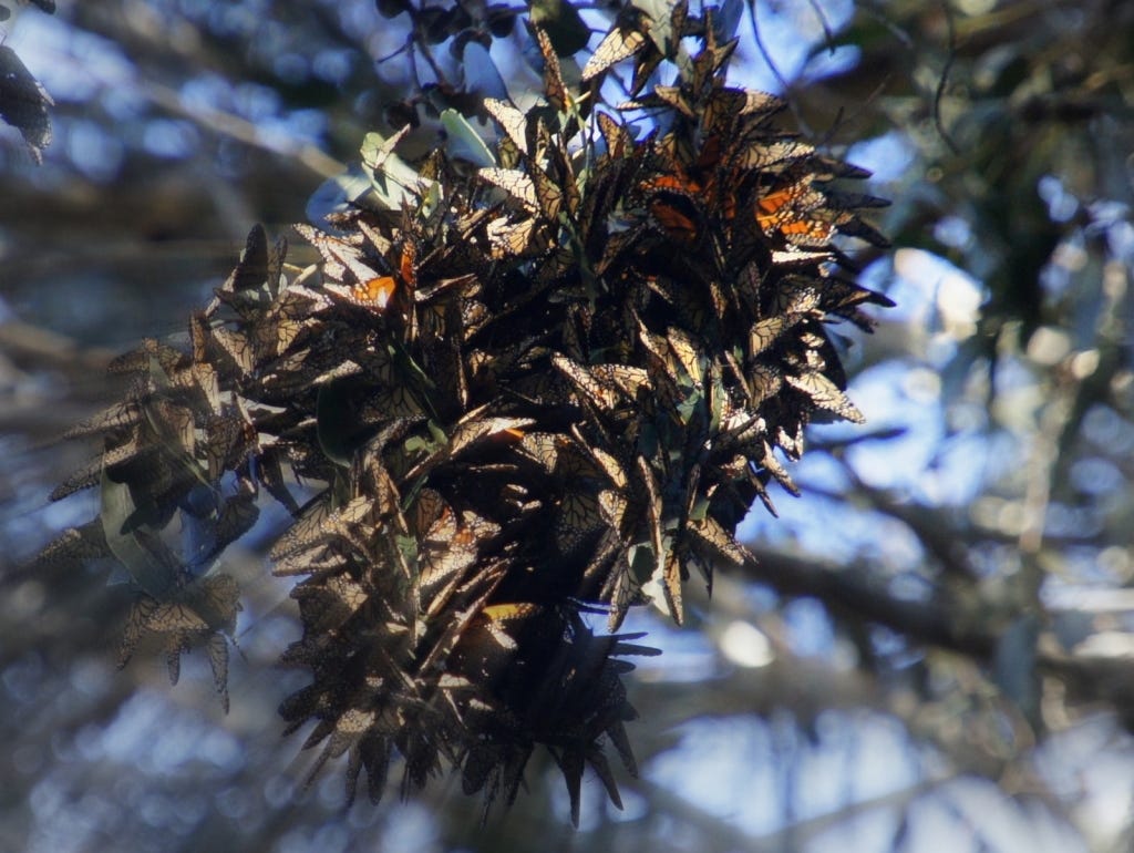 A bundle of monarchs in the morning sun.