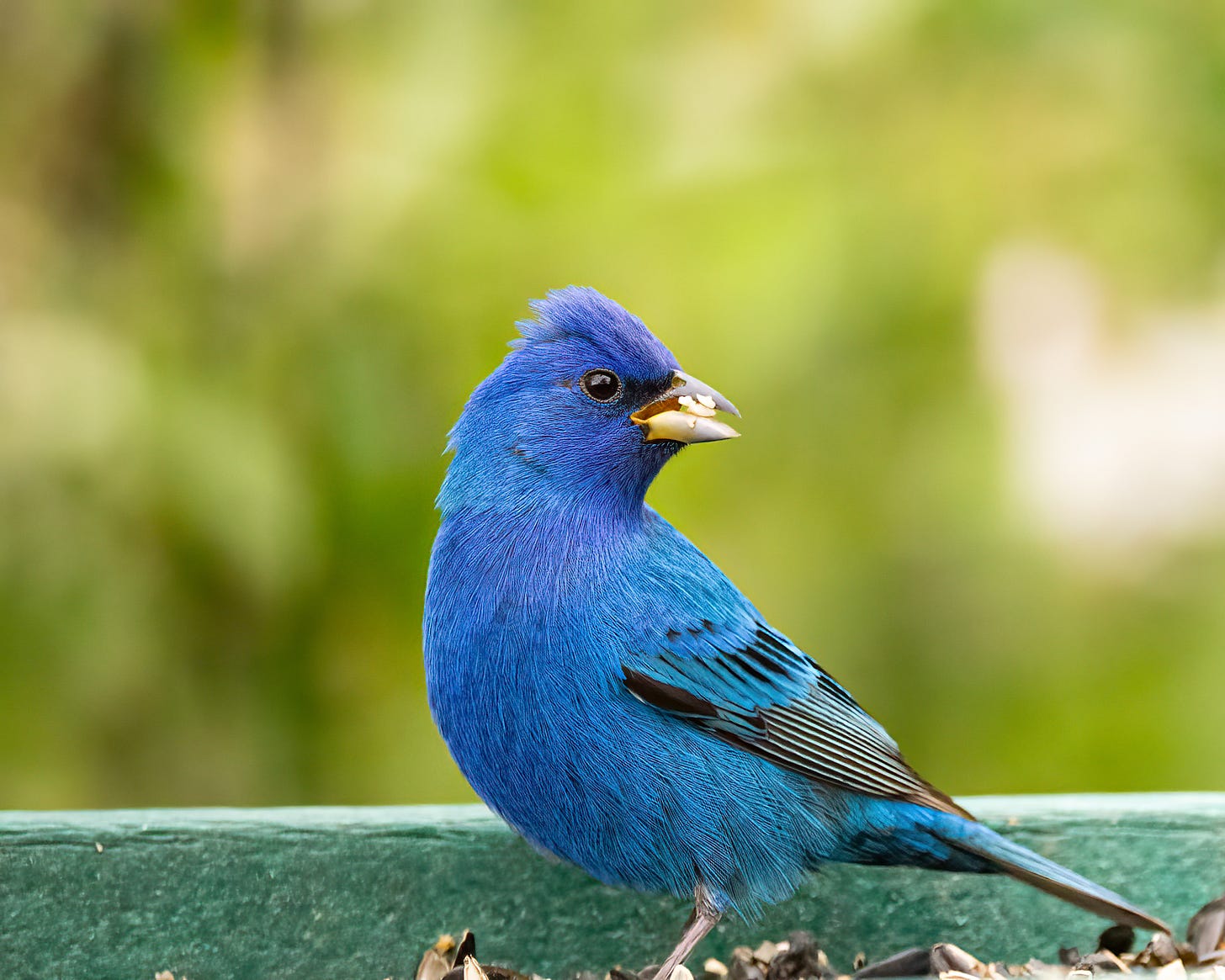 A bright blue indigo bunting perches on the birdfeeder eating seeds.
