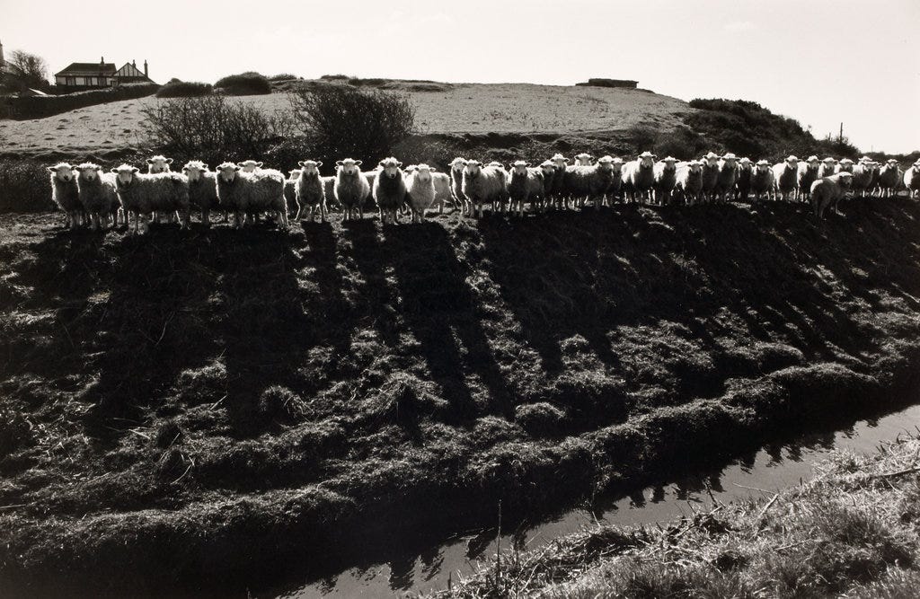 Royal Military Canal; Pett Level 1971 From Romney Marsh Series. © Fay Godwin