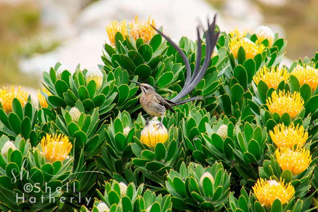 Cape Sugarbird feeding on the nectar of Leucospermum conocarpodendron ssp. viridum, Western Cape, South Africa.