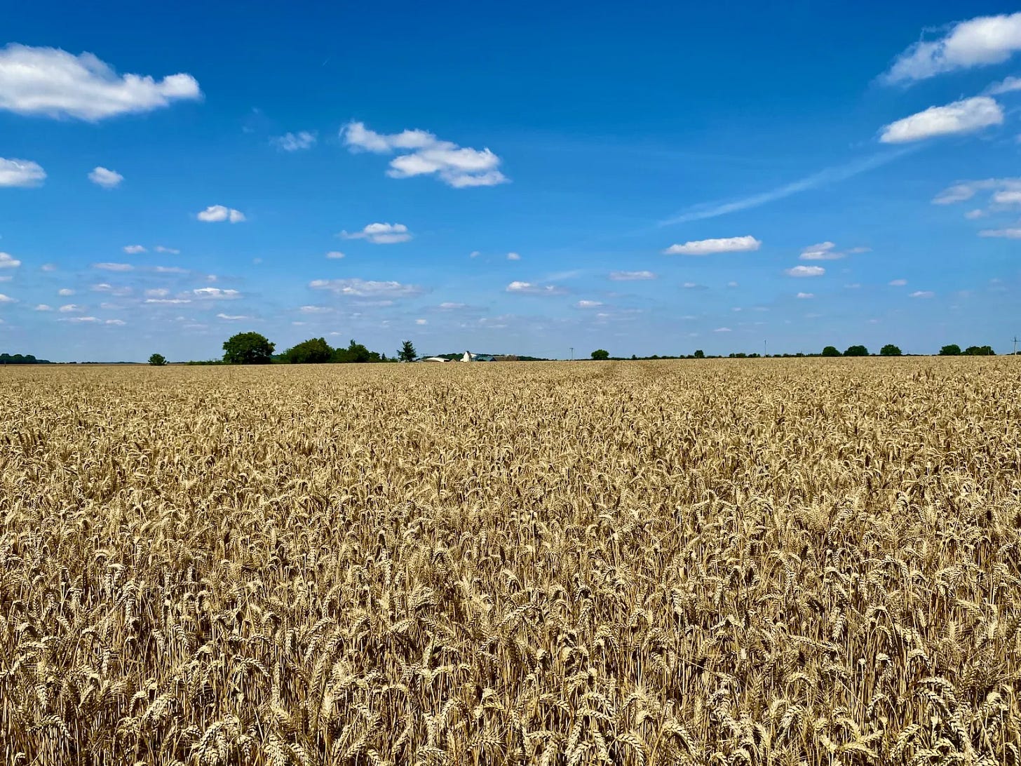 Entre forêts et champs Entre forêts et champs
