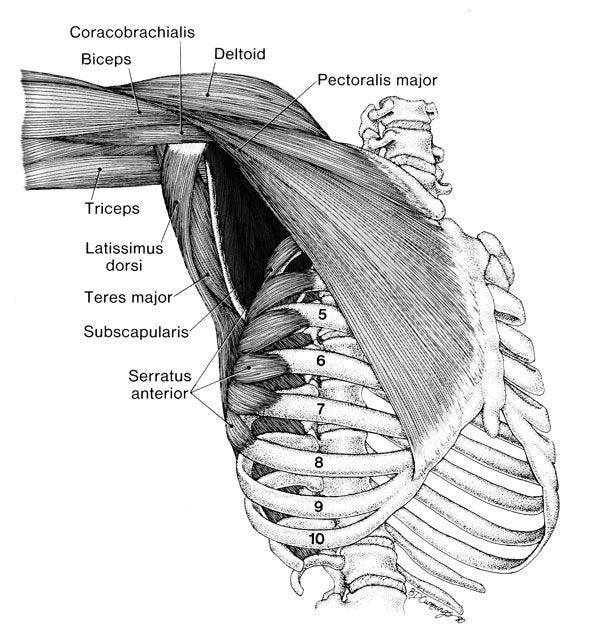 Lifted Arms and underarms. | Human anatomy, Anatomy, Anatomy and physiology