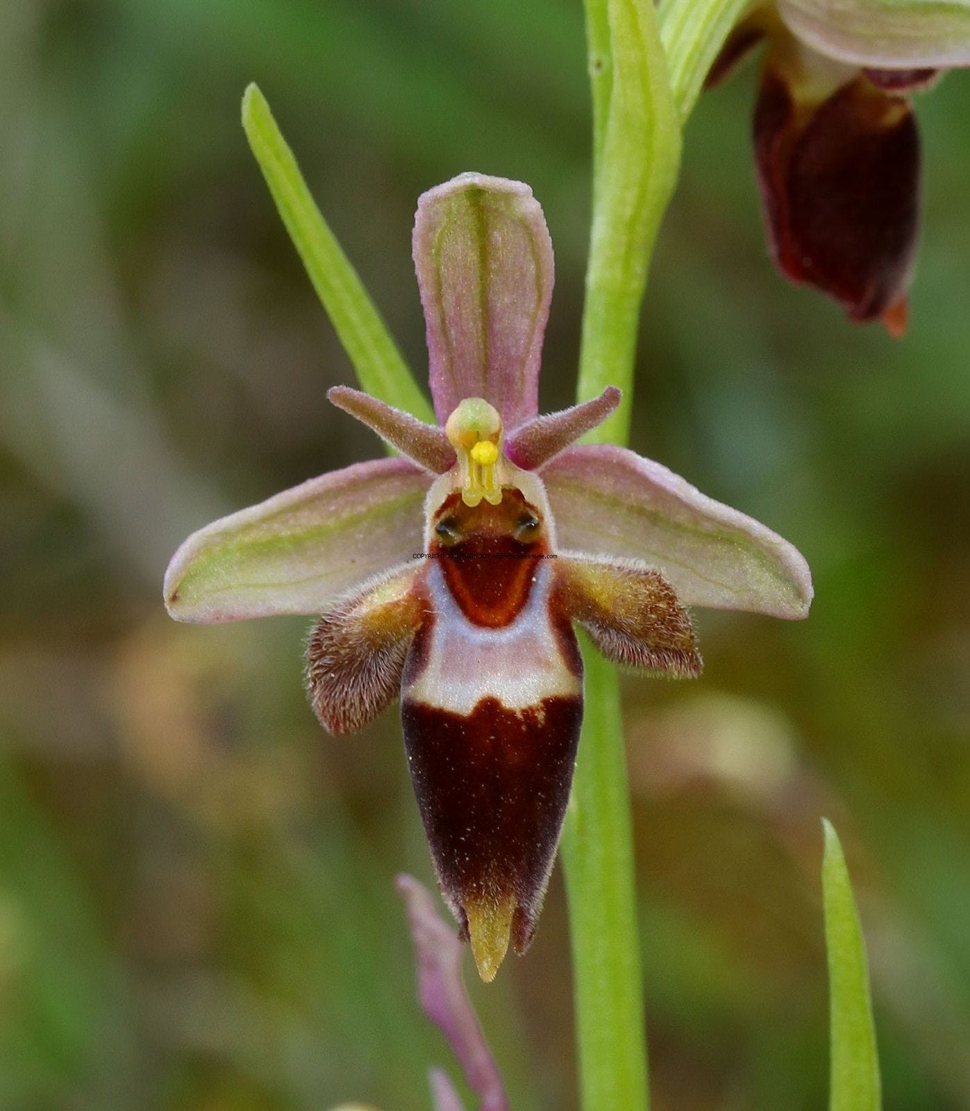 ophrys-insectifera-fly-orchid – Cam Valley Wildlife Group
