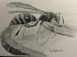 Pencil wasp sketch by artist Mike Hendley. The wasp appears languid almost delicate. 