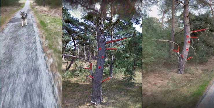 Vlnr: wolf het fietspad,  boom uit Google streetview hetzelfde exemplaar uit de video