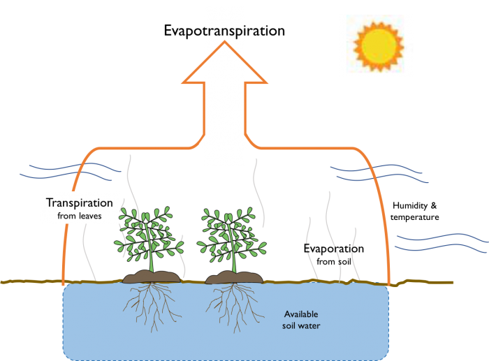 Evapotranspiration and Crop Water Use