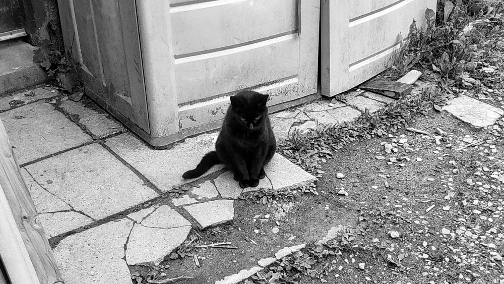 A black cat sits on a broken patio