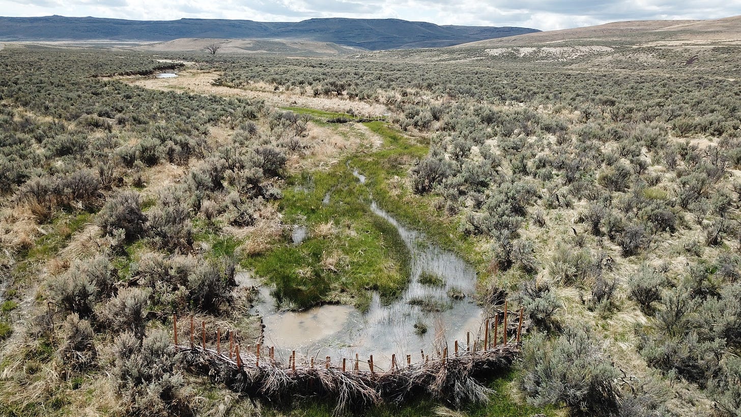 wetland restoration