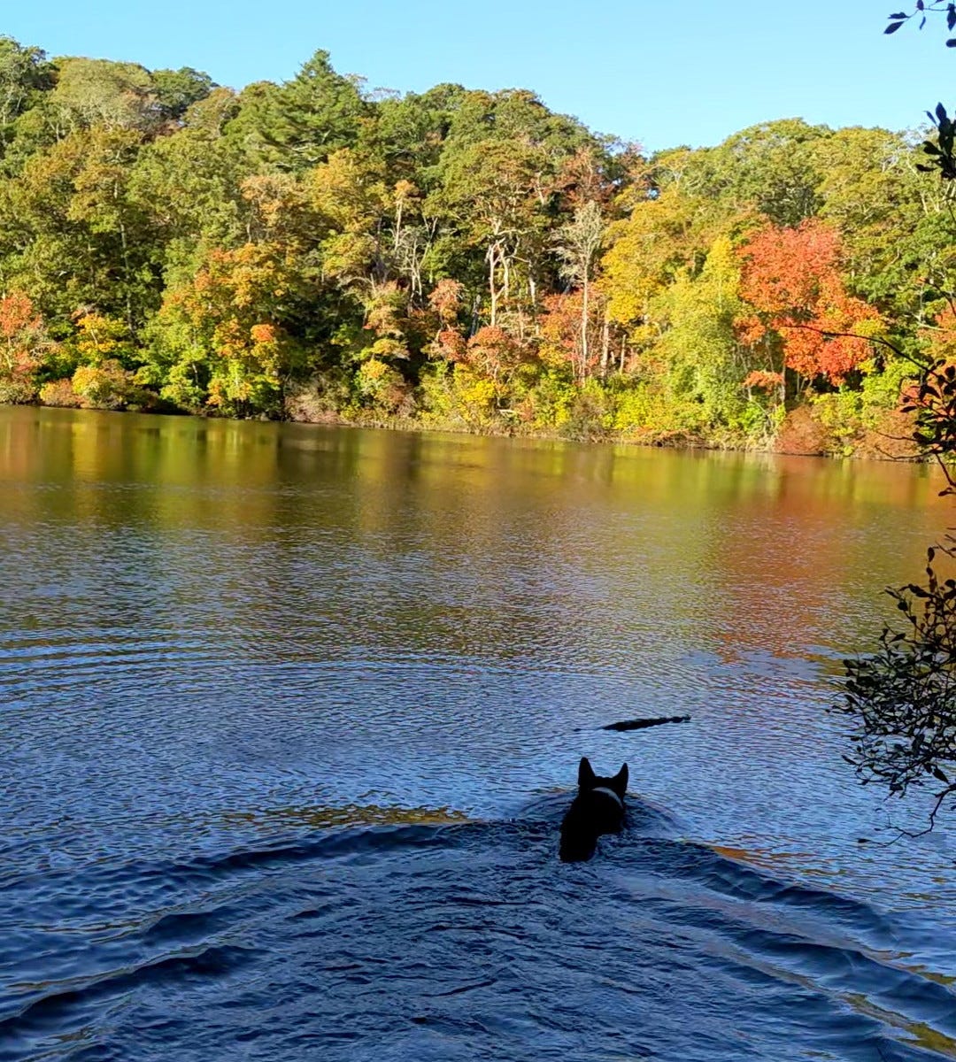 Dog swimming in pond surrounded by orange fall foliage