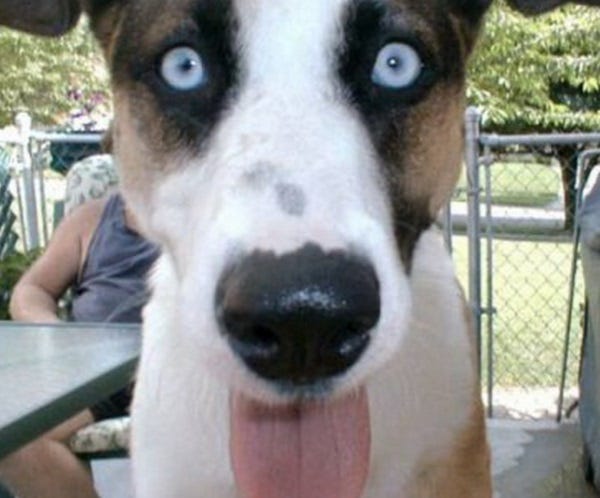 Ten Dogs Who Have the Craziest Eyes You Will Ever See!