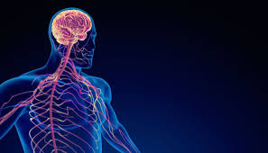 Peripheral Nervous System - Aurele ...