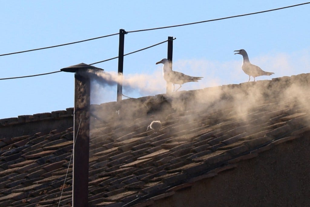 Baby seagull appears by Sistine Chapel chimney seconds before smoke pours out announcing new Pope Baby seagull appears by Sistine Chapel chimney seconds before smoke pours out announcing new Pope