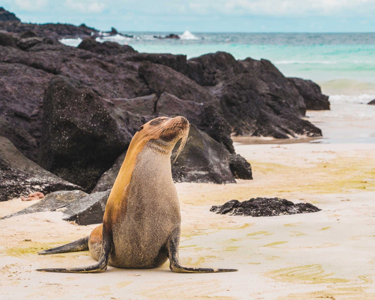 un leon marino en una playa de las islas Galápagos