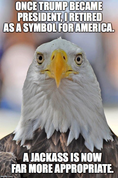 Image tagged in bald eagle stare - Imgflip