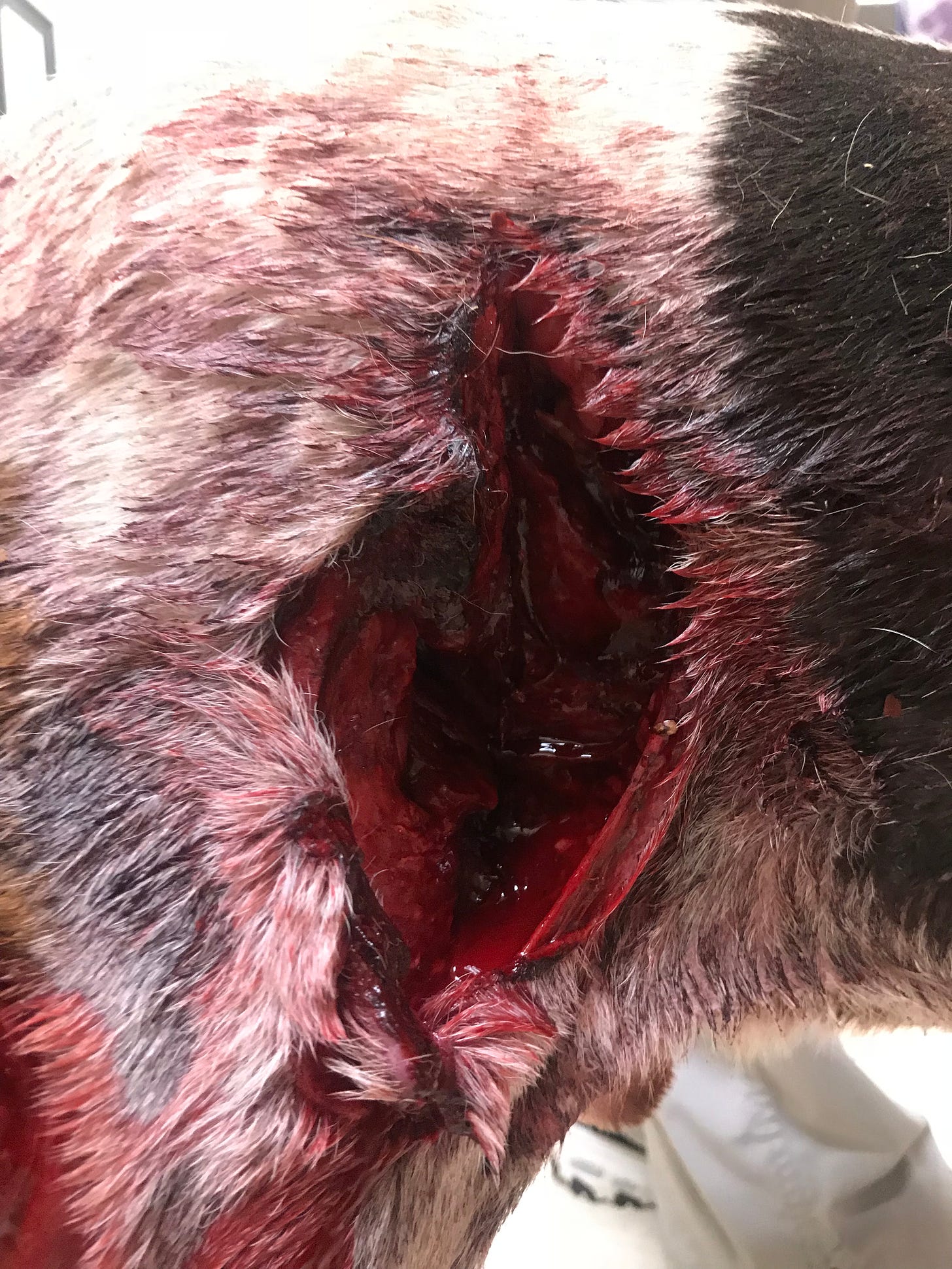 hound attacked by wild boar
