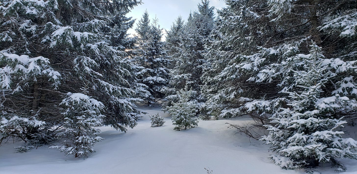 snowy evergreen trees