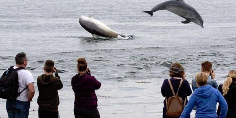 May be an image of 7 people, orca and grey whale