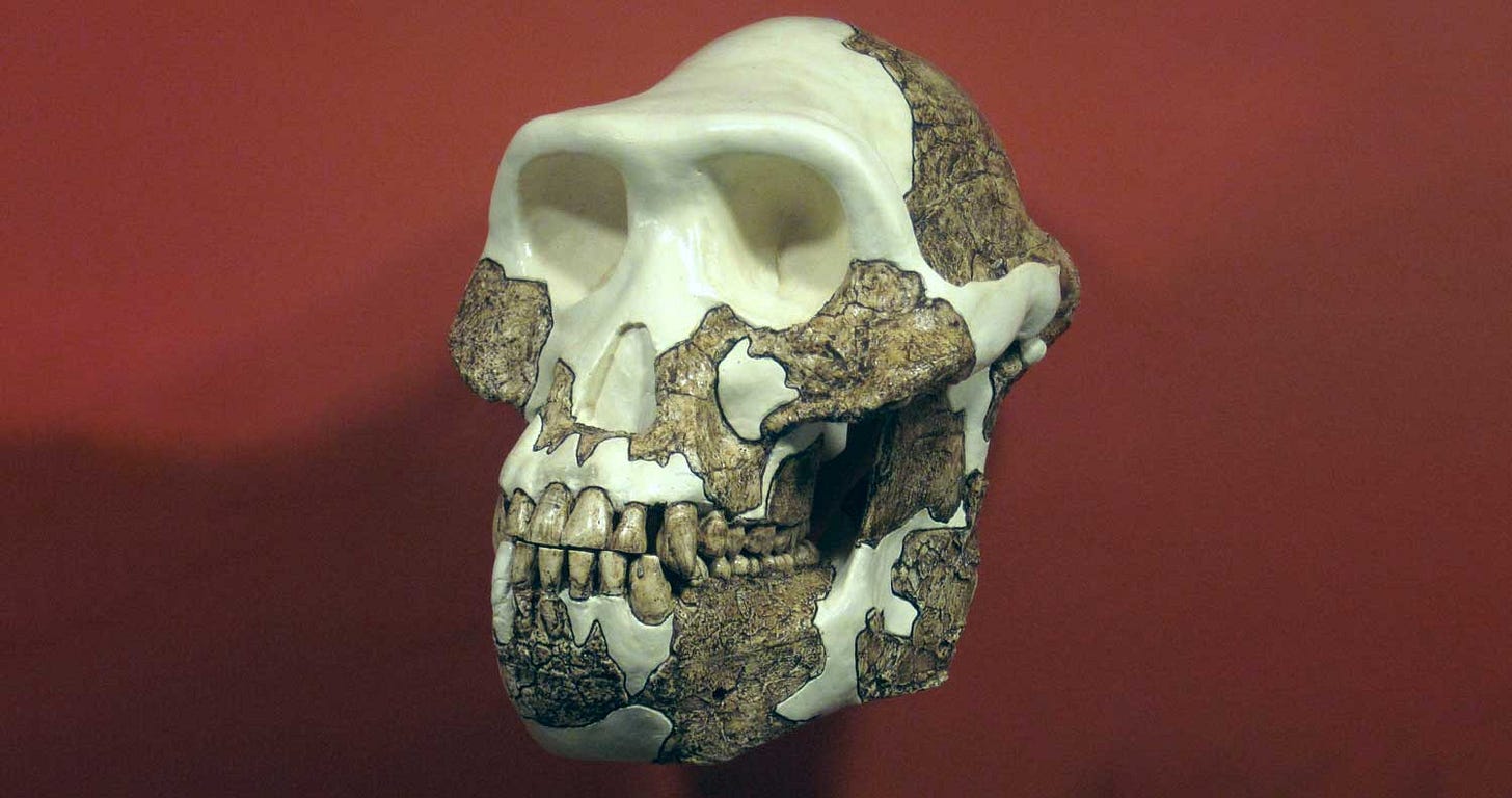 Cranium of Australopithecus afarensis Cranium of Australopithecus afarensis