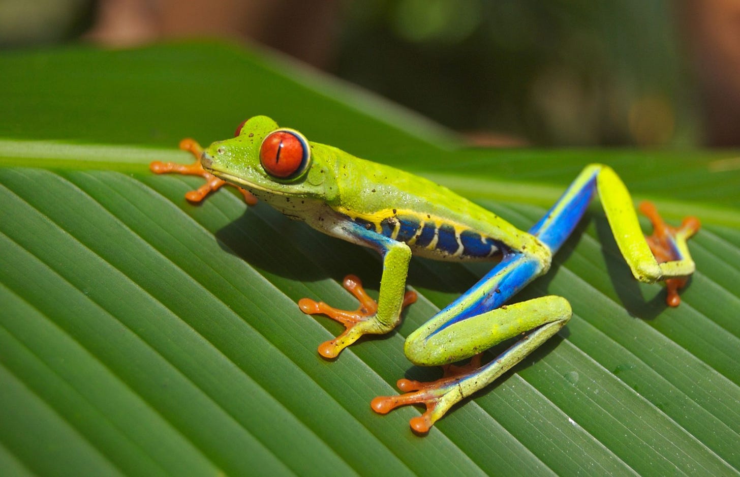 The red-eyed tree frog of Costa Rica