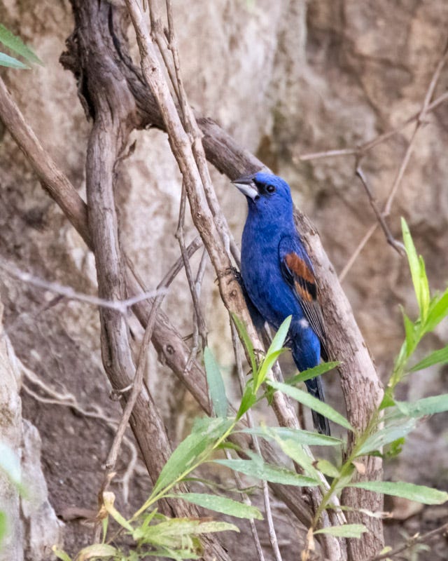 20240710-BoxCanyon-152-Edit.jpg