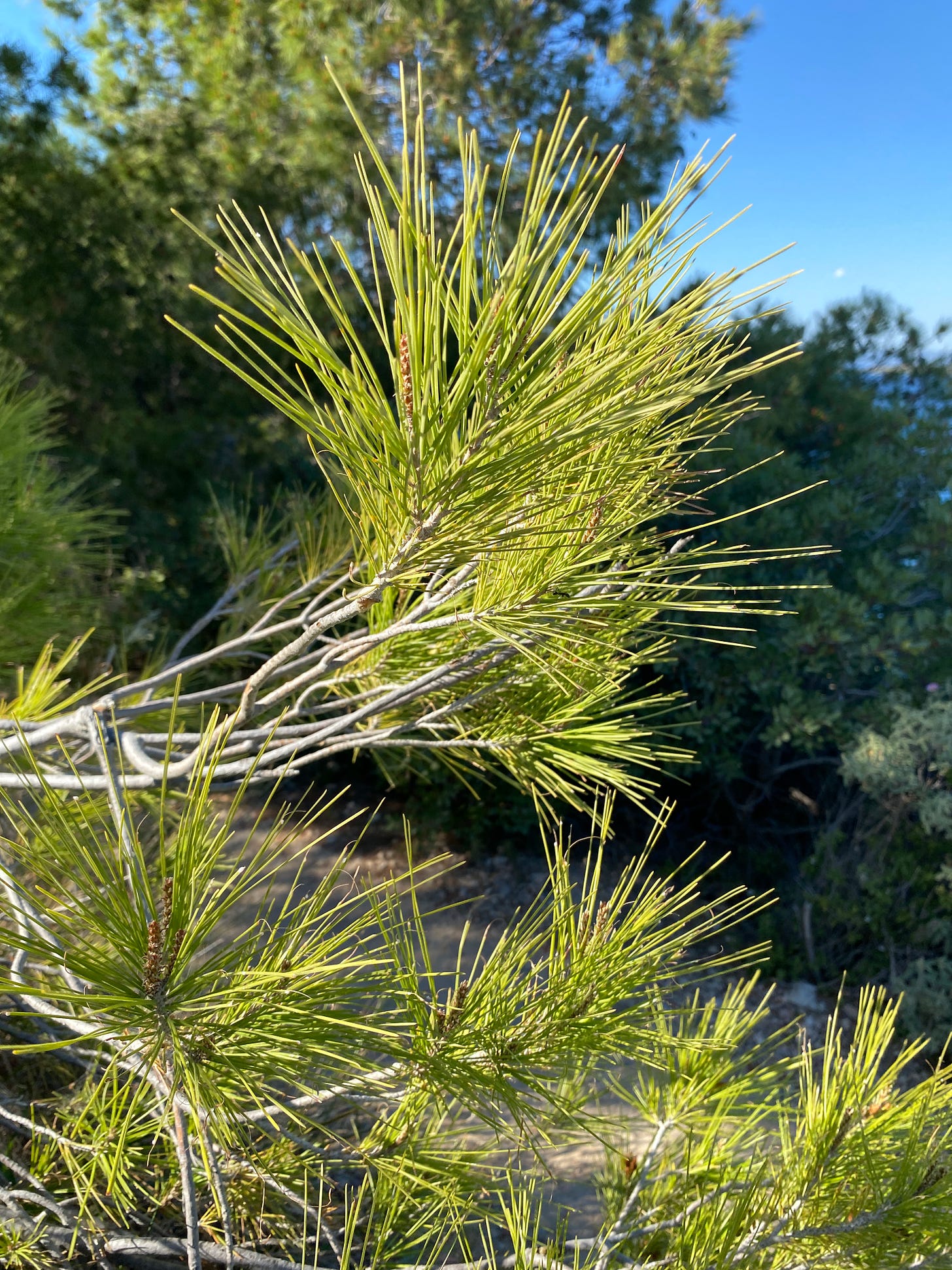 A close up of tree branches. They are yellow/green colour and the sky is blue in the distance.