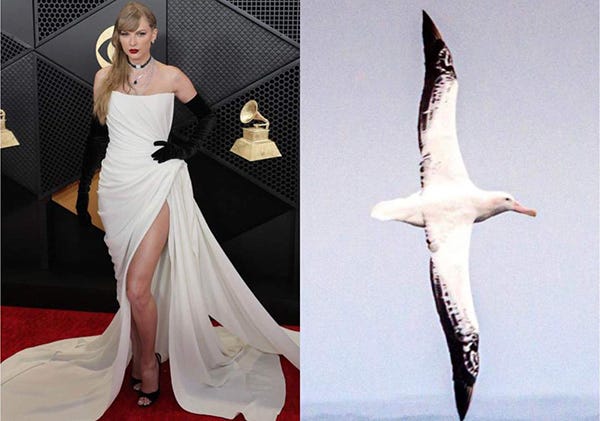 Taylor Swift Grammys Albatross  | rmrk*st | Remarkist Magazine