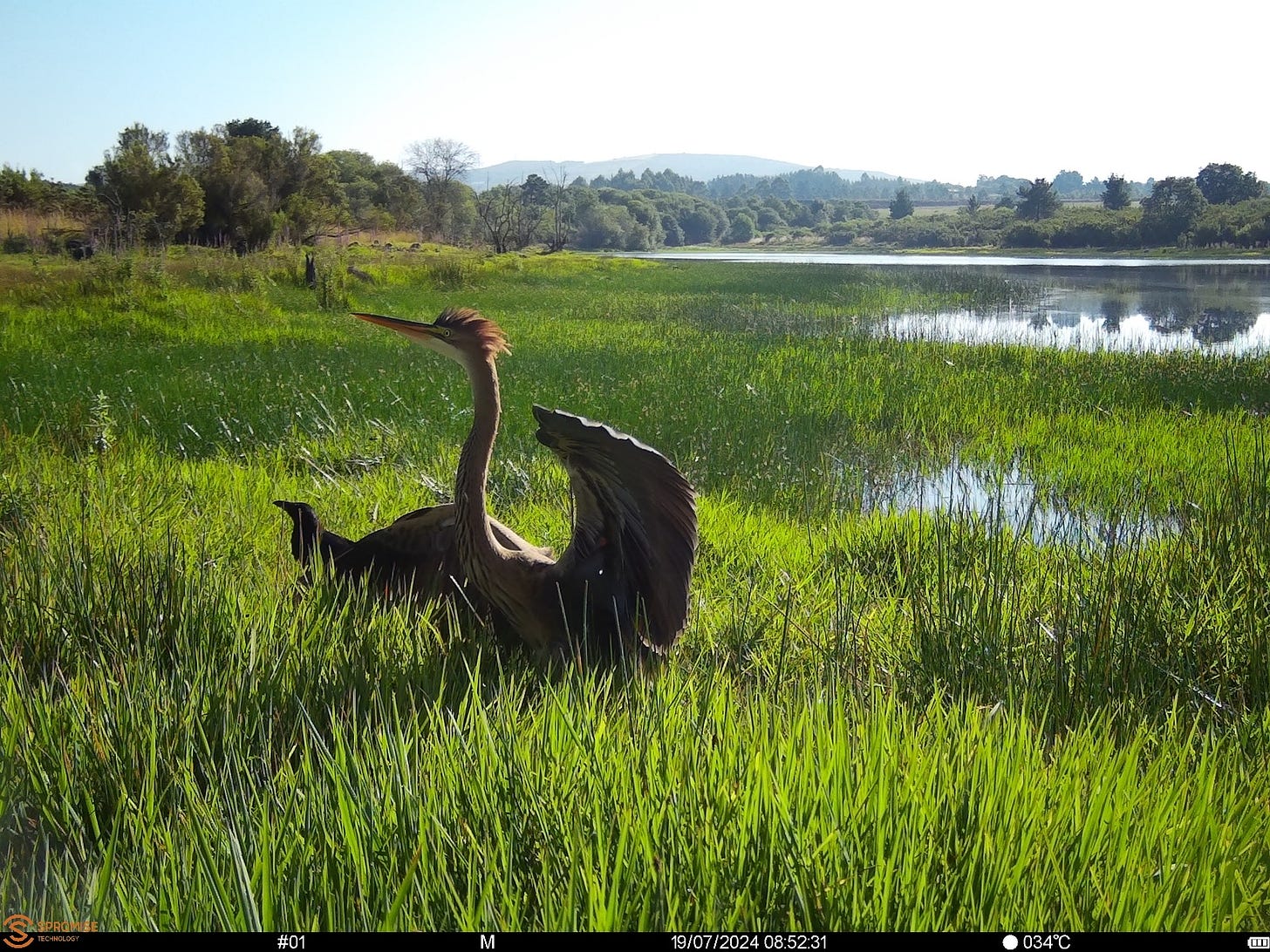 una garza seca sus plumas en primer plano, entre la hierba, mientras por detrás se ve una laguna