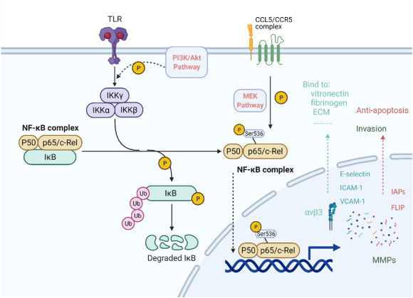 CCL5/CCR5 axis in human diseases and related treatments - ScienceDirect