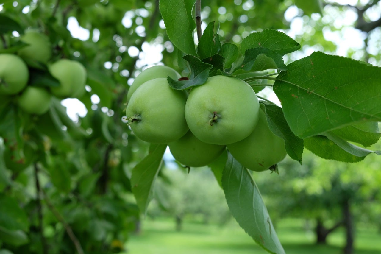 Fruit in mid-July