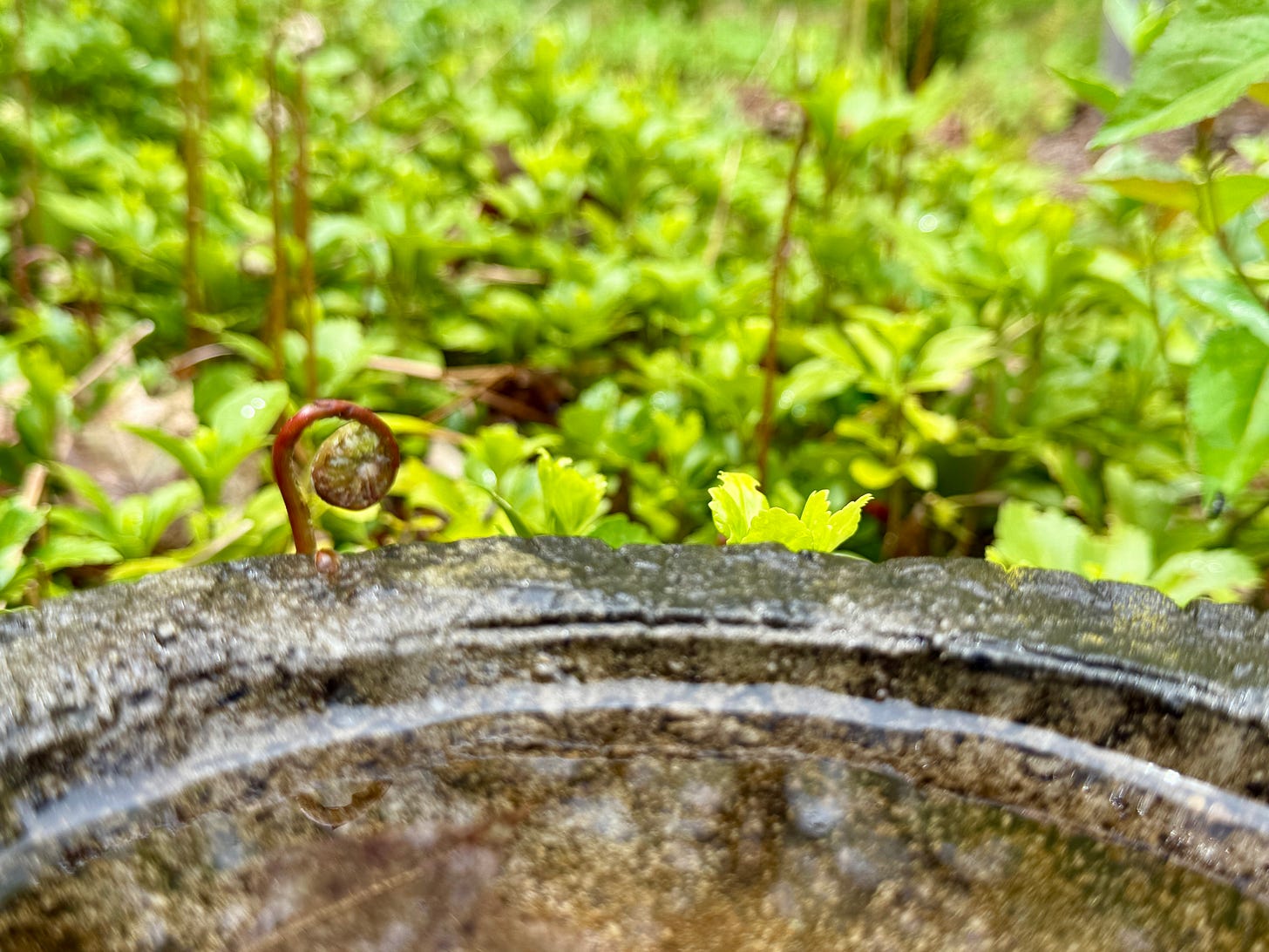 Fiddle head unfurling near our bird bath at Havenwood.