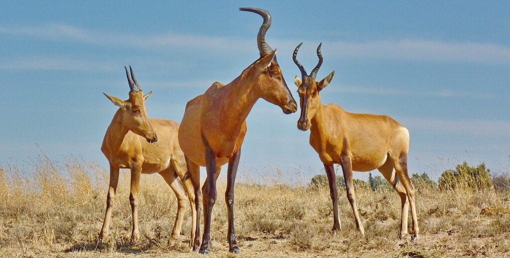 Meet The Antelopes In Serengeti | Tanzania Safari | Travel Blog