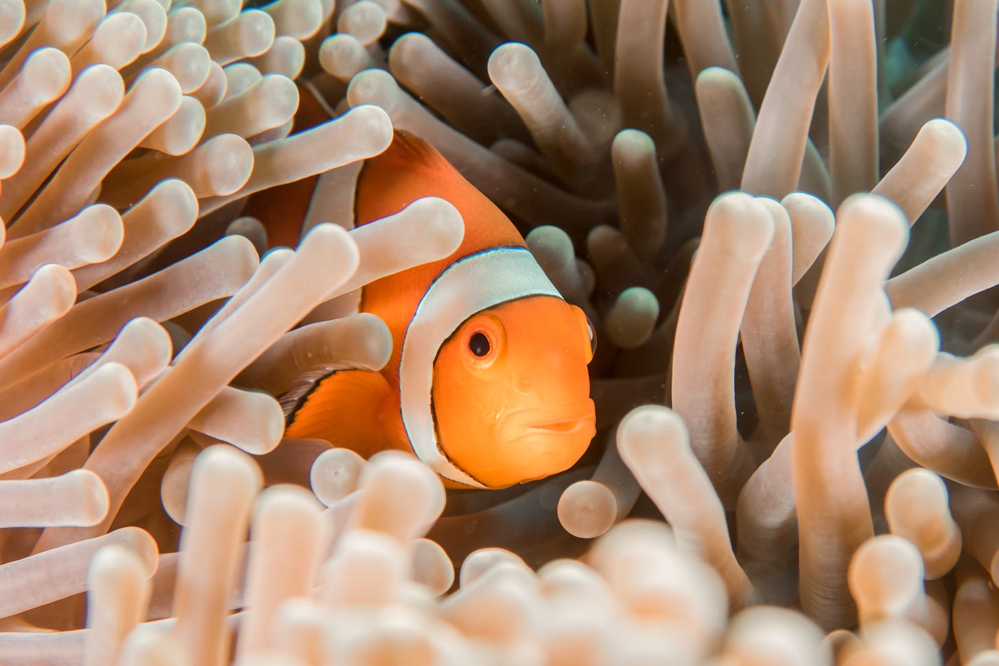 An orange and white-striped clownfish peeking out from behind aquatic plants