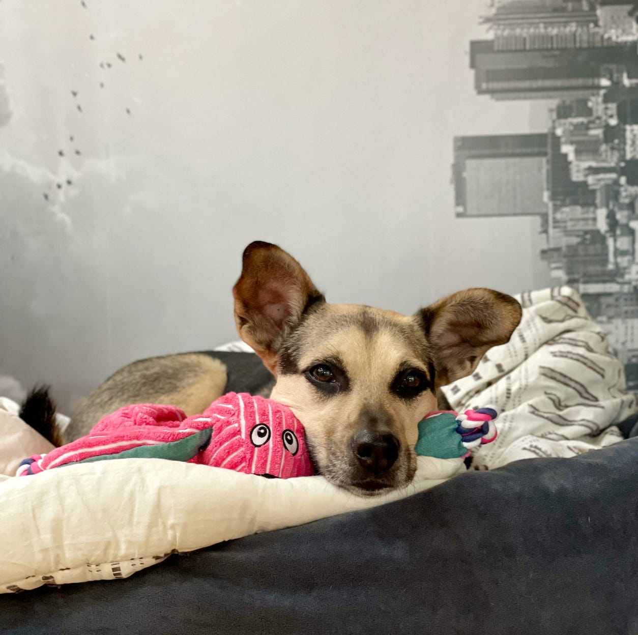A light brown dog resting her head on a pink bunny toy in front of a black and white wallpaper background