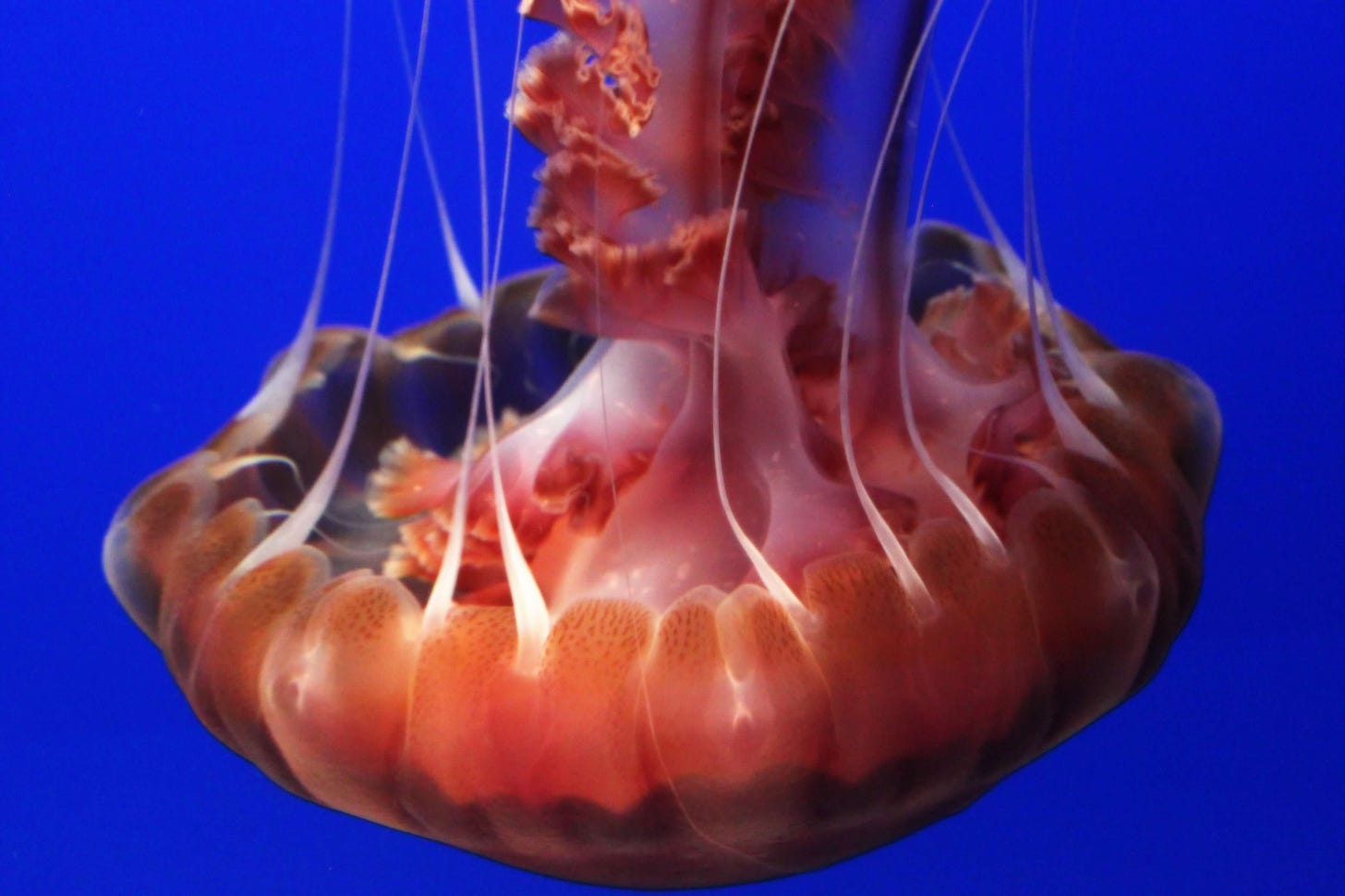 an orange jellyfish floating upside down