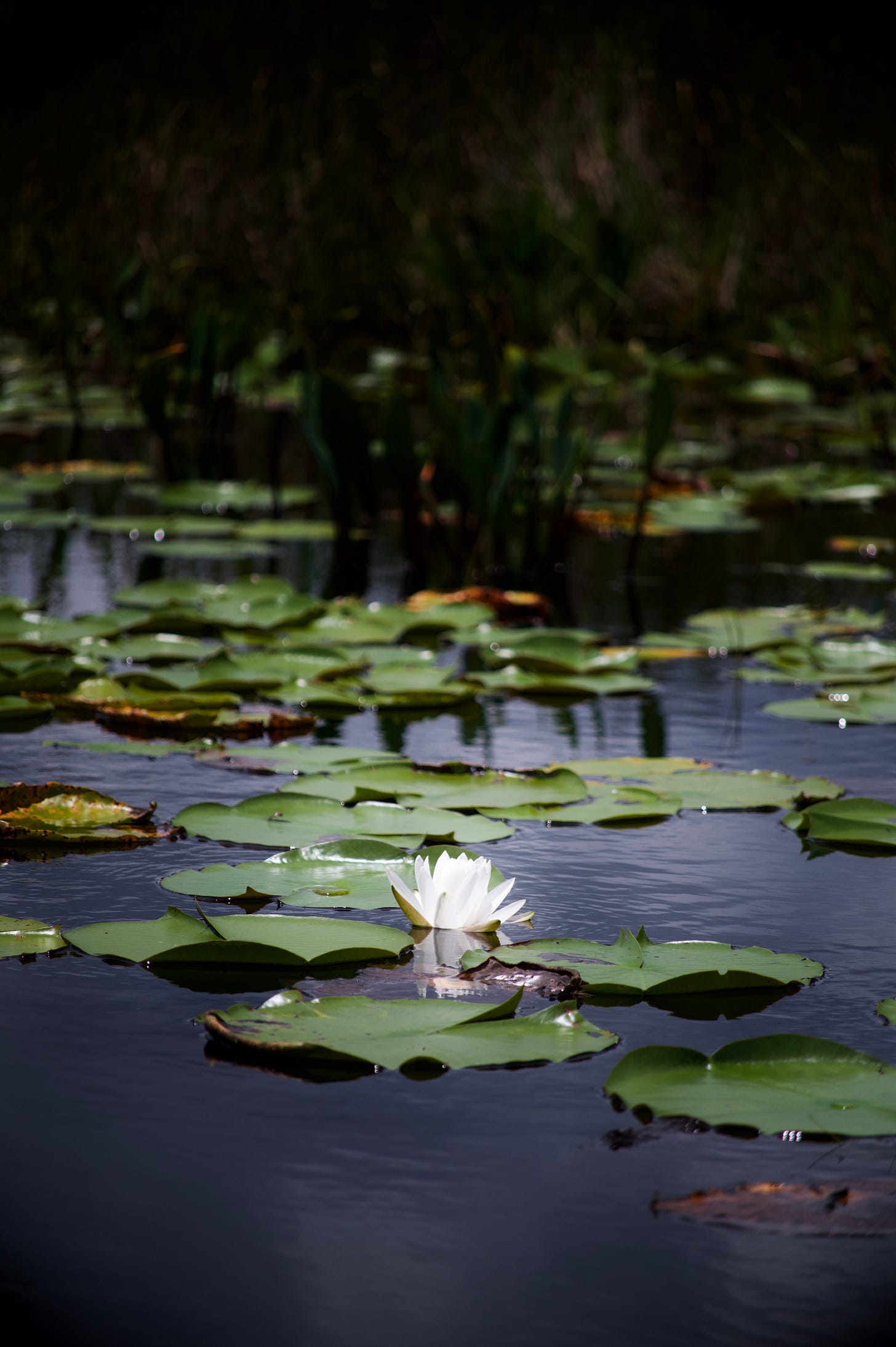 "Prairie Princess", the name of this fine art print photographed by indie fantasy author Dallas Anne Duncan, depicts a glowing white water lily floating amongst green lily pads on a blackwater prairie at the Okefenokee Swamp in south Georgia.